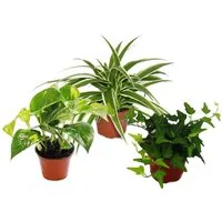 Exotenherz Zimmerpflanze Rankpflanzen Set fürs Zimmer mit 3 Pflanzen - 9cm