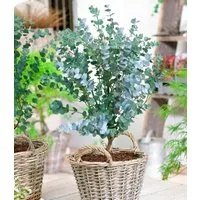 BALDUR Garten Zierstrauch Winterharter Eukalyptus 'Azura®' im XXL-Topf, 1 St., Eucalyptus, duftend, winterhart, mehrjährig, pflegeleicht