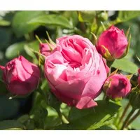 Dehner Rose Edelrose Noblesse® Spray-Rose Playful Rokoko®, dicht gefüllte pinke Blüten, Züchter Tantau