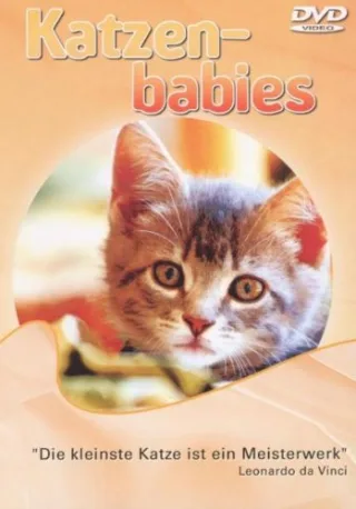 Katzenbabies