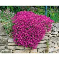 Pflanzen für Dich Staude Aubrieta cult. Cascade Purple, 1 St., Blaukissen