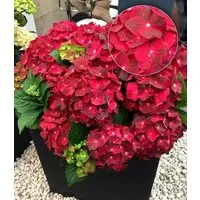 BALDUR Garten Zierstrauch Freiland-Hortensie 'Ruby Tuesday®', 1 St., Hortensiengewächse,winterhart, mehrjährig, pflegeleicht