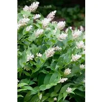 Pflanzen für Dich Staude Smilacina stellata, 1 St., Gewöhnliche Schattenblume, Stern-Schattenblume