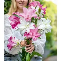 BALDUR Garten Blumenzwiebeln Duft-Lilien 'Lotus Mix', Drischgrün, winterhart, mehrjährig, duftend