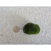 Aquaone Wasserpflanze Aquarium Pflanze Mooskugel L 4-7cm Aquariumpflanze Algen Reinigung