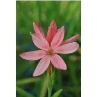 Pflanzen für Dich Staude Schizostylis coccinea, 1 St., Kaffernlilie, Scharlach-Kaffernlilie