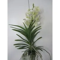 meinvipshop Zimmerpflanze Traumhafte Orchidee Vanda blühend XXL 55 cm Rarität weiß, 1 St.
