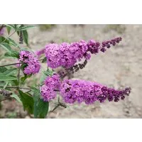 Pflanzen für Dich Gehölze Buddleja davidii Border Beauty, 1 St., Schmetterlingsflieder, Sommerflieder