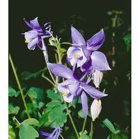 Pflanzen für Dich Staude Aquilegia alpina, 1 St., Alpen-Akelei
