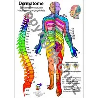 Dermatome - Spinalnervenwurzeln Hautversorgungsgebiete / Tanja Aeckersberg