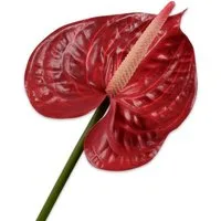 Künstliche Zimmerpflanze Seidenblume Anthurie Anthurium Rot Flamingoblume (66cm), SILK-KA