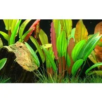 Aquaone Wasserpflanze Aquarium Pflanze Echinodorus 'Red Diamond' Nr.374D