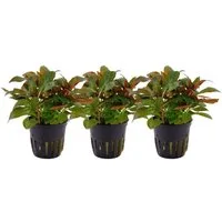 Aquaone Wasserpflanze Aquarium Pflanze 3 Stück Ludwigia glandulosa perennis Nr.335A Set