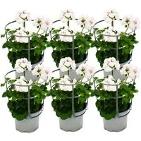 Exotenherz Beetpflanze Geranien hängend Pelargonium ver. Farben 12cm Topf Set mit 6 Pflanzen