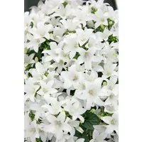 Pflanzen für Dich Staude Campanula coch. Bavar. White, 1 St., Bayerische Weiß-Glockenblume, Glockenblume