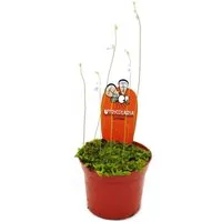 Exotenherz Zimmerpflanze Fleischfressende Pflanze Utricularia livida - 9cm Topf - Rarität