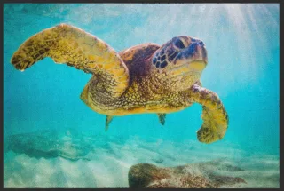 Fussmatte Schildkröte 4520 | Größe: 60 cm x 45 cm