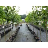 gruenwaren jakubik Baum echter Walnussbaum Juglans regia 180 cm Obstbaum winterhart