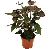 Exotenherz Zimmerpflanze Anthurium andreanum "Black Karma" - mit schwarzer Blüte im 12cm Topf