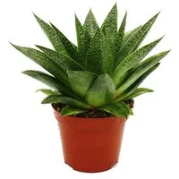 Exotenherz Kaktus Sukkulente - Gasteria D Tiga - Gasterie - 8,5cm Topf