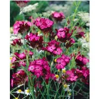 Pflanzen für Dich Staude Dianthus carthusianorum, 1 St., Karthäuser-Nelke