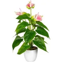 Kunstpflanze Haune Anthurie, OTTO home, Höhe 40 cm, im Topf