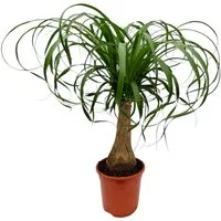 meinvipshop Zimmerpflanze Exotischer Elefantenfuß 50cm Zimmerpflanze