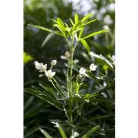 Pflanzen für Dich Gehölze Choisya ternata White Dazzler, 1 St., Orangenblume, Mexikanische Orangenblume
