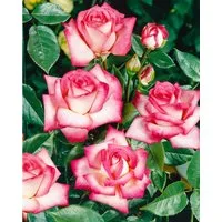Pflanzen für Dich Rose Rosa Nostalgie