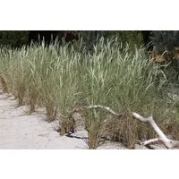 Pflanzen für Dich Gräser Ammophila arenaria, 1 St., Strandhafer, Helmgras, sandstabilisierend, dürreresistent