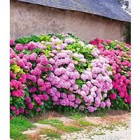 BALDUR Garten Zierstrauch Freiland-Hortensien-Hecke 'Pink-rosé', 3 St., Gartenhortensien, winterhart, mehrjährig, lange Blütezeit