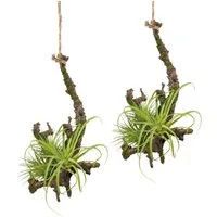 Kunstpflanze Hängeast mit Tillandsie, Creativ green, Höhe 15 cm, 2er Set