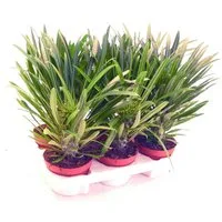 Exotenherz Kaktus Pachypodium lameri - Echte Madagaskar-Palme - 12cm Topf
