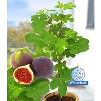 BALDUR Garten Feigenbaum Frucht-Feige 'Rouge de Bordeaux' klein, 1 St., Selbstbefruchtend, winterhart, mehrjährig, pflegeleicht