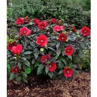 BALDUR Garten Zierstrauch Winterharter Hibiskus 'Summerific®' 'Midnight Marvel', 1 St., Riesenhibiskus, großblütig, winterhart, mehrjährig