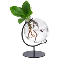 Dehner Zimmerpflanze Waterplant Balsamapfel Victoria, Clusia major, 19 x 7.5 x 3.5 cm, Wasserpflanze im Kugelglas, mit Metallständer