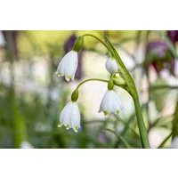 Pflanzen für Dich Staude Leucojum aestivum, 1 St., Sommer-Knotenblume, Sommer-Märzenbecher