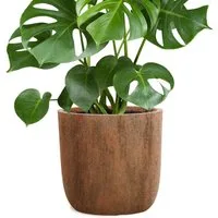 Pflanzwerk® Pflanzkübel CUP Premium Fiberglas Blumenkübel Frostbeständig mit Lotus-Effekt, Lotus-Effekt - Handgefertigt - Rund - Frostbeständig