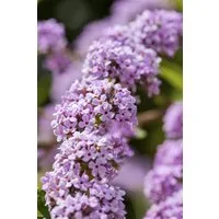 Pflanzen für Dich Gehölze Buddleja alternifolia, 1 St., Hänge-Sommerflieder, Wechselblättriger Sommerflieder