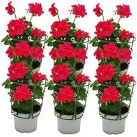 Exotenherz Beetpflanze Geranien hängend Pelargonium ver. Farben 12cm Topf Set mit 6 Pflanzen
