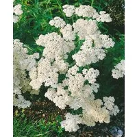 Pflanzen für Dich Staude Achillea millefolium Schneetaler, 1 St., Schafgarbe, Gemeine Schafgarbe
