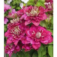BALDUR Garten Zierstrauch Clematis 'Hot Kisses®', 1 St., Kletterpflanze, gefüllte Blüten, reichblühend, winterhart
