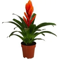 Dehner Zimmerpflanze Vriesea Intenso Orange, Bromelia cultivars, 45 cm, Ø Topf 12 cm, rosettenförmiger Wuchs, Blüte orange