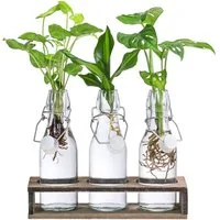 Dehner Zimmerpflanze Waterplant - Set, je 1x Monstera, Purpurtute, Drachenbaum, Wasserpflanzen in Glasvasen, pflegeleicht
