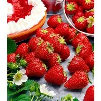 BALDUR Garten Obstpflanze Immertragende Erdbeere 'Hummi® Meraldo HZ', 3 St., Selbstbefruchtend, winterhart, mehrjährig, essbar