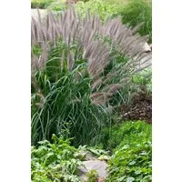 Pflanzen für Dich Gräser Pennisetum alopec. Moudry, 1 St., Lampenputzergras, Federborstengras, schwarze Ähren, spätblühend