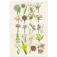 Posterlounge Wandbild Wildblumen, Fig. 1281-1300, Sowerby Collection, erhältlich als Poster, Leinwandbild, Wandsticker oder Acrylglasbild
