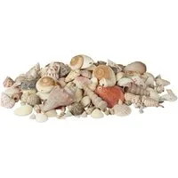 relaxdays Dekoobjekt Muschel Deko mit Meeresschnecken 2kg