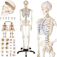 tectake Dekoobjekt Lebensgroßes anatomisches Modell - Tollund (Skelettmodell Tollund, in weiß), Abnehmbare Arme und Beine, Standfuß mit Rollen