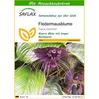 SAFLAX Blumensamen SAFLAX - Samen und Substrat - Fledermausblume